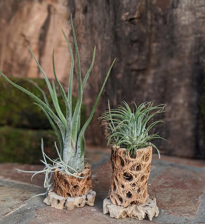  Handcrafted Live Air Plant Gift In A Cholla Wood